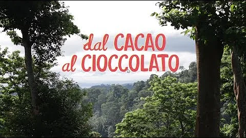 Come si produce il cacao?