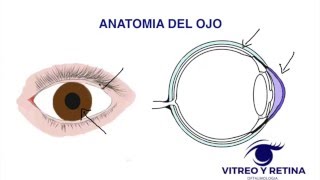 anatomia del ojo