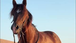 Essaouria Beach Horse Riding 4K