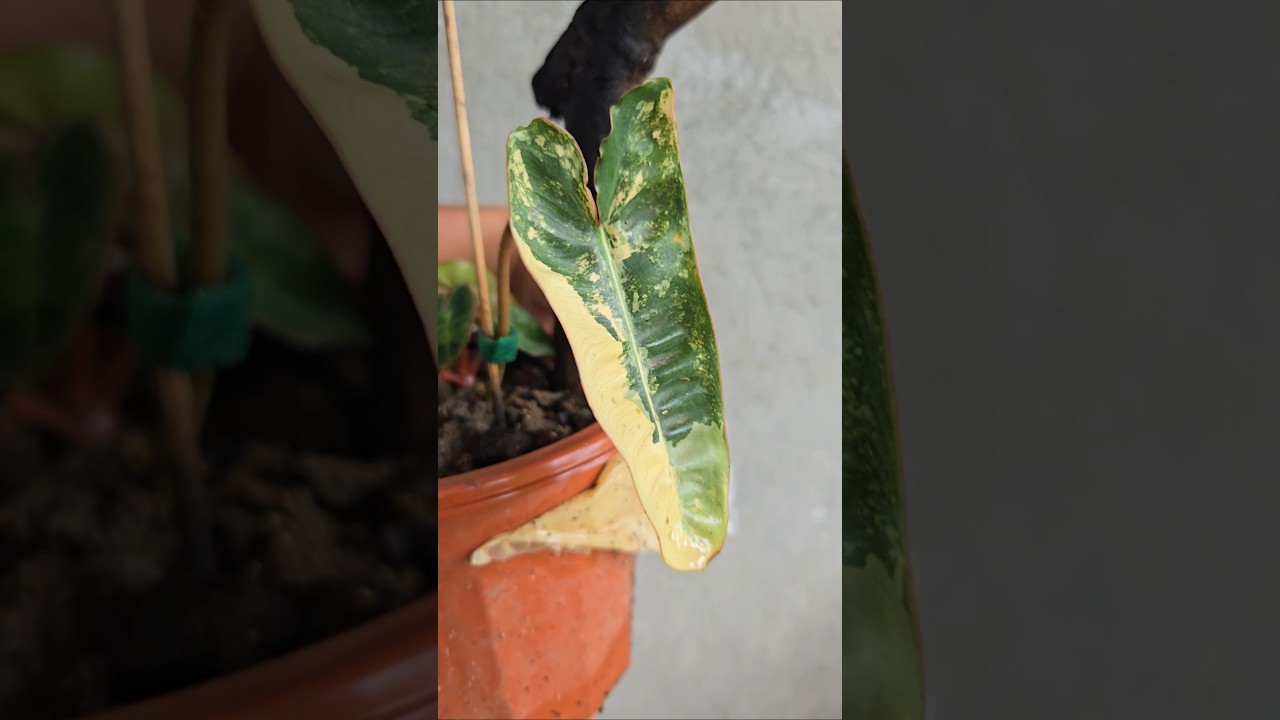 Наконец-то пестролистная биллиетия | wishplant 