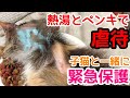 【虐待された猫保護】熱湯とペンキをかけられた野良猫とその子猫２匹緊急保護