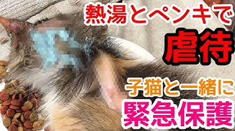 人生はねこだらけ Youtube