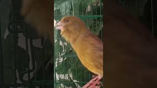 Download Lagu chant singing canaries تغريد الكناري MP3