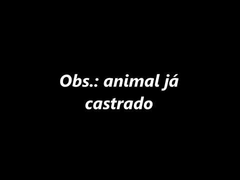 Vídeo: Geladura Em Cães