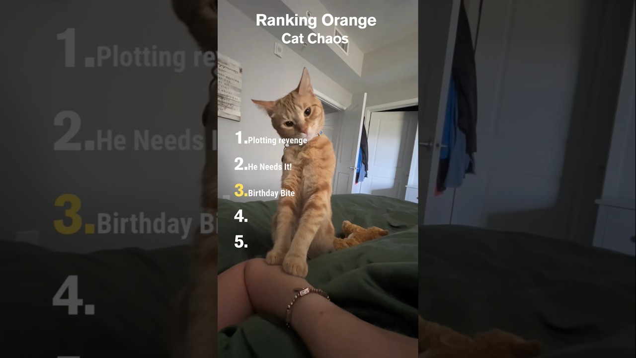 Ranking Orange Cat Chaos 🍊😹