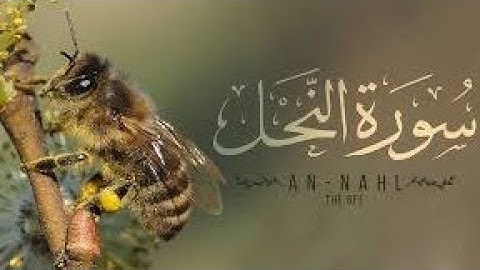 surah  An-Nahl #16# سورة النحل