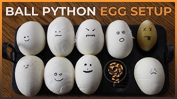 How to Setup your Ball Python Egg Box in 2023!