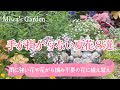【暑さに強い!晩秋まで長く咲く💠夏の花8選】【花がら摘み不要】【ローメンテな花に植え替え】ガーデニング/一年草/多年草