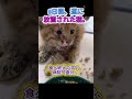 多くの人が素通りした3日間。骨折したまま、道に放置されていた子猫…。