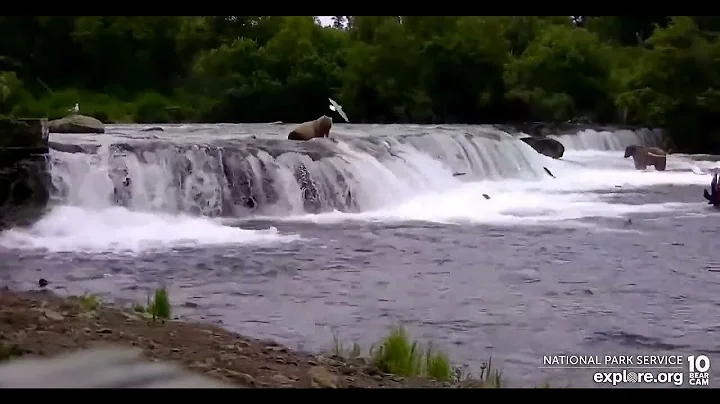 Young bears catch on the lip (306 and 353 - 2 clips) - Explore.org July 8, 2022