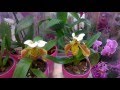 Смотреть ВСЕМ  ОРХОМАНАМ !!! Орхидеи в садовом центре...