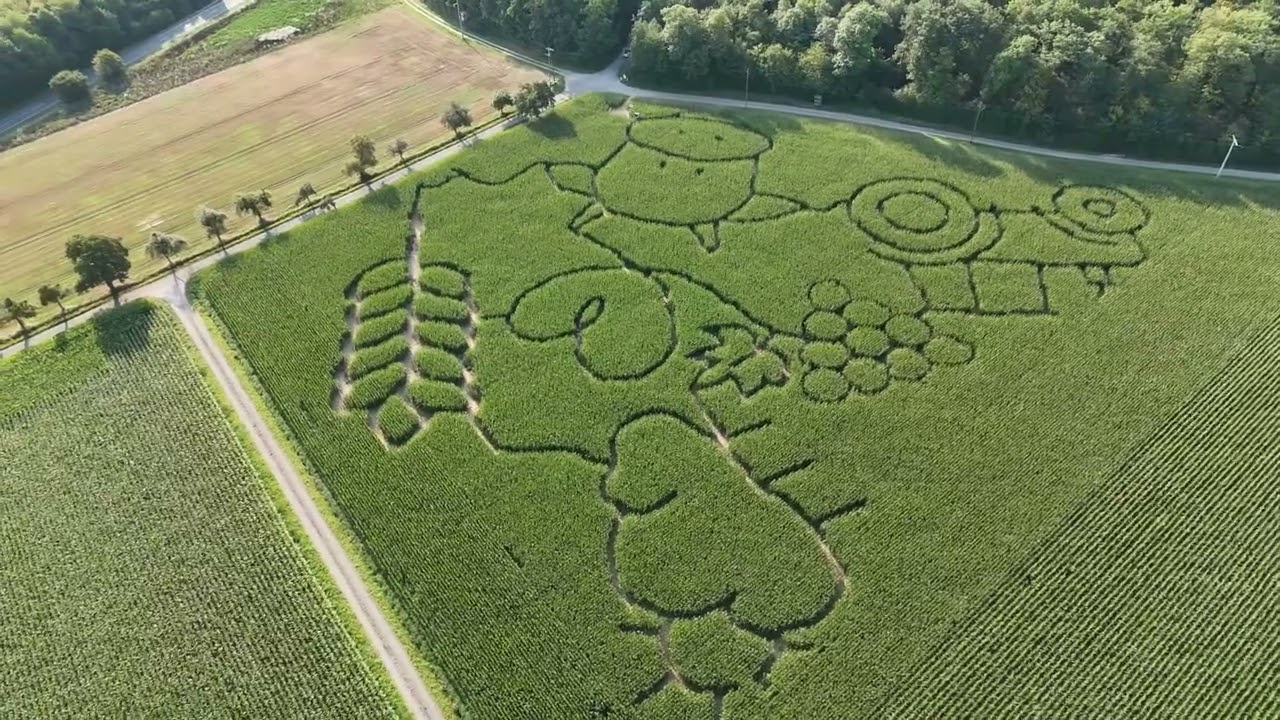 Maislabyrinth in Bieringen.