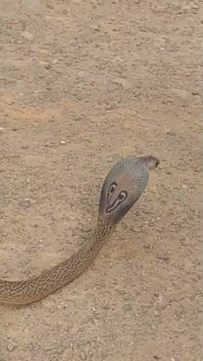 Frequent Guest Rescued #shorts