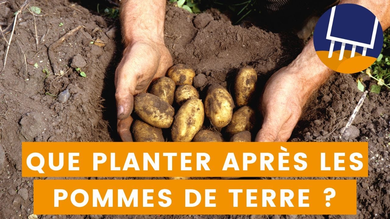 Que planter après les pommes de terre ? - YouTube