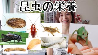 餌用昆虫たちの栄養を比較してみました。デュビア、レッドローチ、イエコ、フタホシ、ミルワーム、ハニーワーム、シルクワームと爬虫類やさんで手に入りやすい虫さんたちを比較しています。