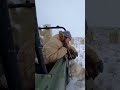 WOLF VS BEARS: Crazy Arctic Jeep Chase &amp; Rescue! 🐺