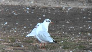 Mediterranean Gull