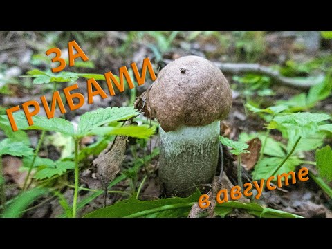 За грибами в Августе.  Подберезовики жестковатые.