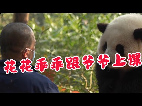 花花乖乖跟爷爷上体育课，满意都是爷爷！大熊猫花花真是太可爱了！