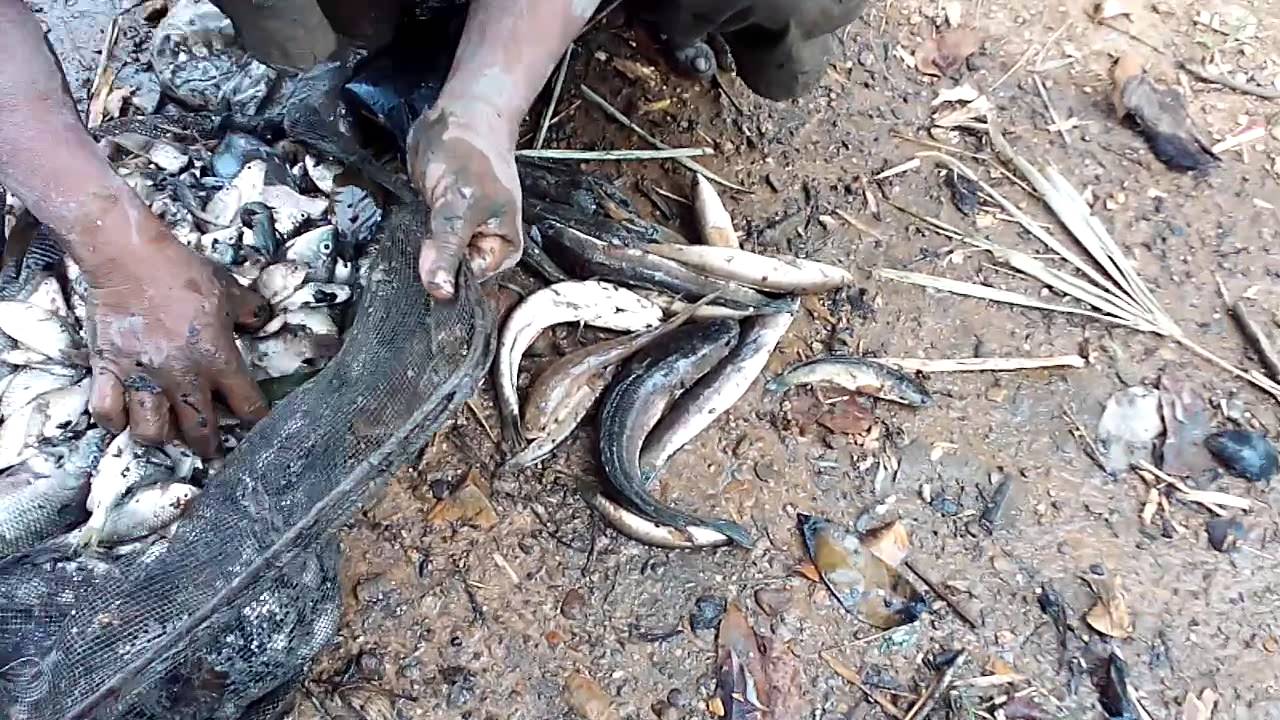 ikan-mabok-youtube