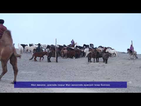 Видео: Үзэсгэлэн дээр уулзацгаая: Хэсэг 2 - Өдөр тутмын мал эмнэлэг