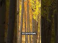 Quaking Aspen Tree (Populus tremuloides) Mp3 Song