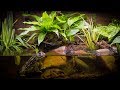 Building The Pixie Frog (African Bullfrog) Paludarium