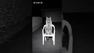 CCTV Captures Animals Doing the Strangest Things at 3AM