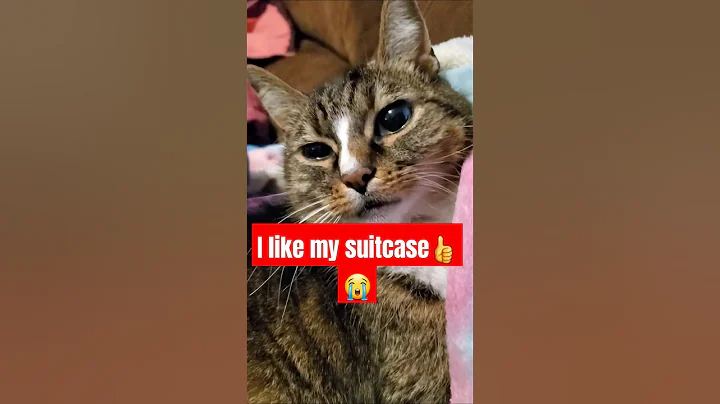 Video 6782191: tabby american shorthair, gray american shorthair, shorthair brown tabby, feline, cat fun