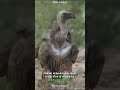 Startling vulture behavior caught on camera  buzzbilt shorts  animals wildlife  wildcreatures
