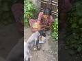 #shorts #shortvideo #dogshorts #puppylove #puppylife #pets #petlover