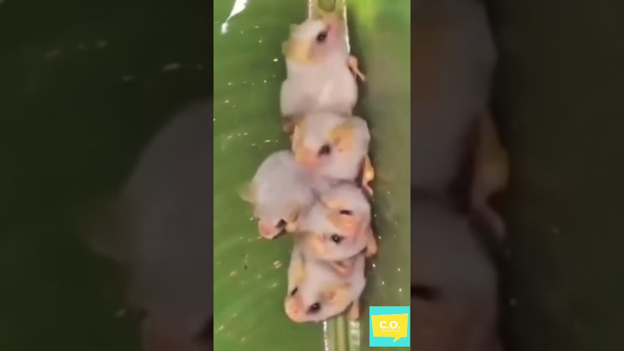 Cute Baby Honduran White Bats 🥰 