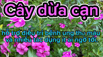 Cây dừa cạn hỗ trợ điều trị bệnh ung thư máu và nhiều tác dụng ít ai ngờ tới.