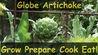 How to Grow Globe Artichokes Prepare Cook & Eat Them