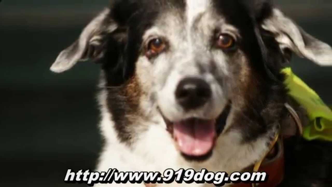 Local dog sitters - Serving Raleigh, Cary, Durham and Chapel Hill in North Carolina