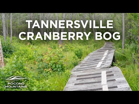 Cranberry Bog Walk | Tannersville, PA