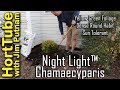 Night Light™ Chamaecyparis - Beautiful Year Round Interest Shrub