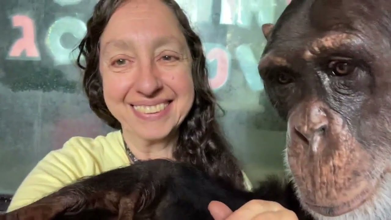 Chimpanzee Bow & Favorite Chicken: Showing Affection