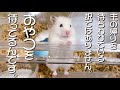 優柔不断かと思いきや主で 遊ぶ ハムスター（笑）