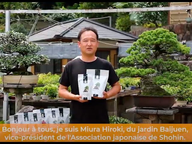 Soins de base du bonsaï d'intérieur - Mistral Bonsai 