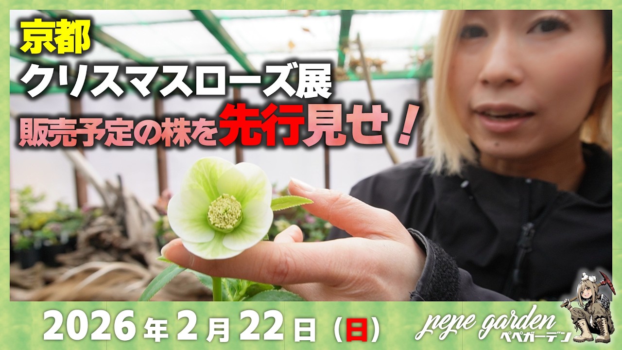 【速報】京都クリスマスローズ展2026｜販売予定の株を先行見せ！宇治市植物公園にて開催