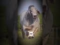 Cute vs scarry Bull || #bull