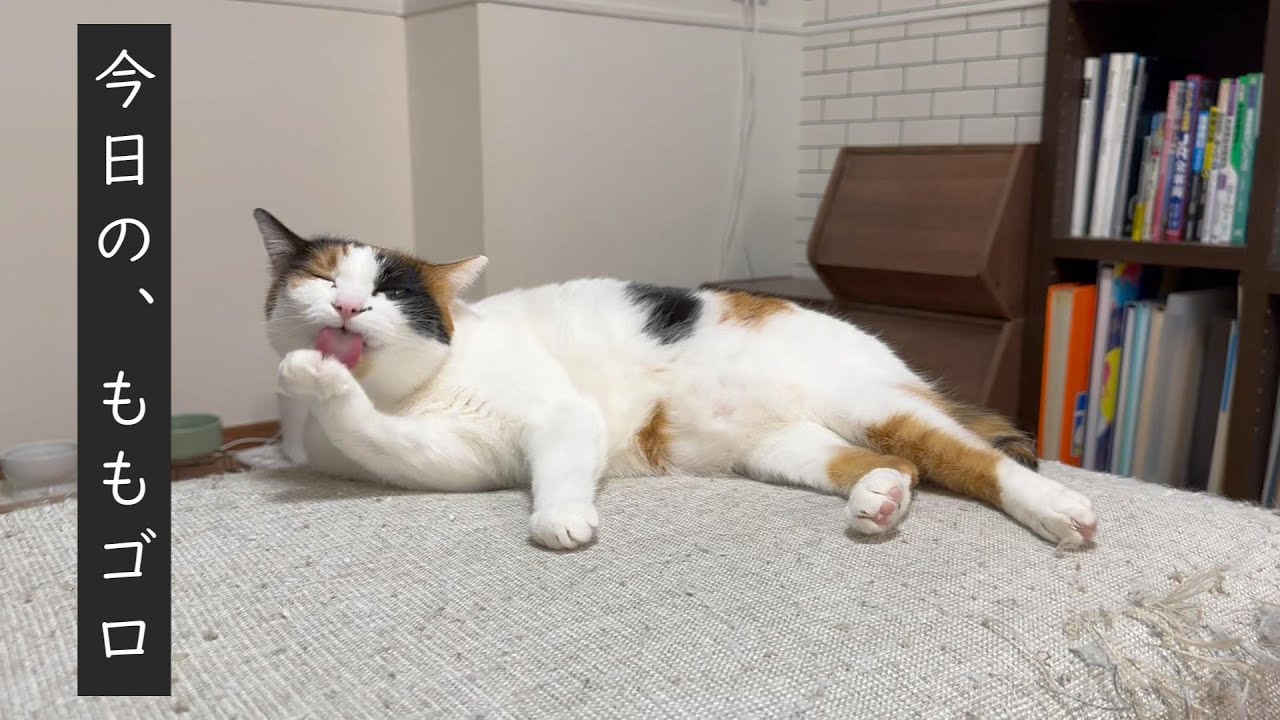 テレビが好きな猫【三毛猫】