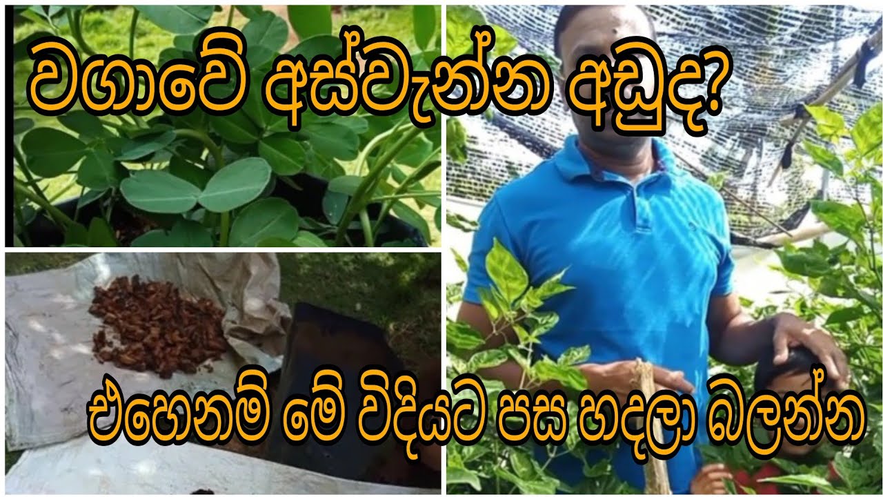 අස්වැන්න දෙගුන කරන පසක් හදා ගන්න සරලම ක්‍රමයක්.නයි මිරිස් අතුලු බෝග ගනනාවකට.