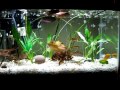 DIY my aquarium with filtration under gravel for crystal water