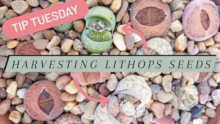 Tip Tuesday Harvesting Lithops Seeds