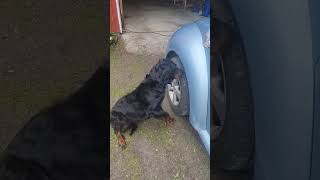 Gordon Setter Asta working on the Beetle convertible.