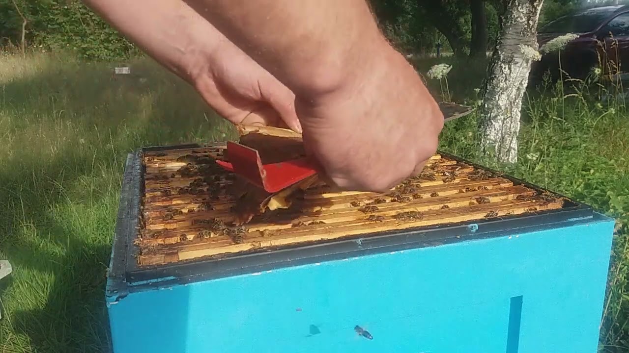 Jak radzę sobie ze strutowiałą rodziną 2024. 07.03