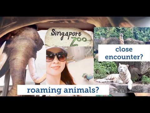 Singapore Zoo |close encounter with Animals + roaming Animals| Animal Lover
