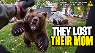 Deputy Hazed This Mother Bear—Seconds Later, She Was Dead